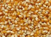 Yellow Corn GMO For Human Consumption