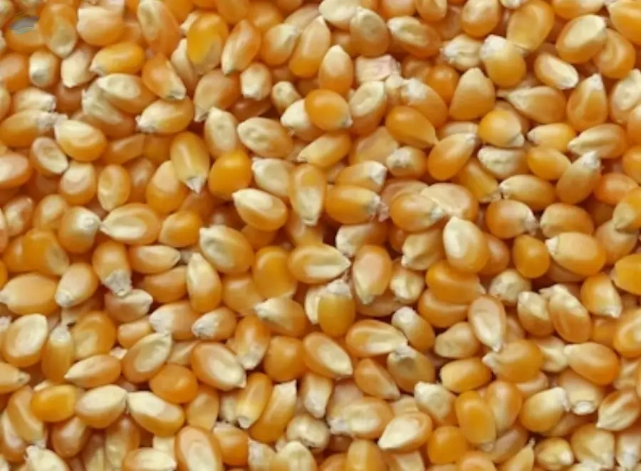 Yellow Corn GMO For Human Consumption