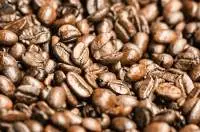 Premium Coffee Beans Bulk Supply