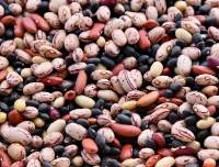 Premium Kidney Beans Bulk Supply
