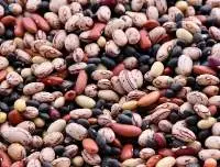 Premium Kidney Beans Bulk Supply