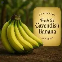 Fresh G9 Banana (Cavendish Variety)