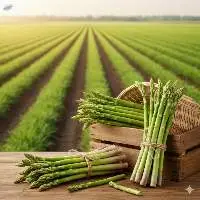 Fresh Asparagus