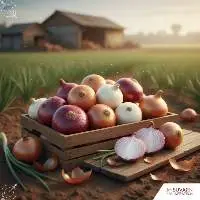 Fresh Red Onion & White Onion