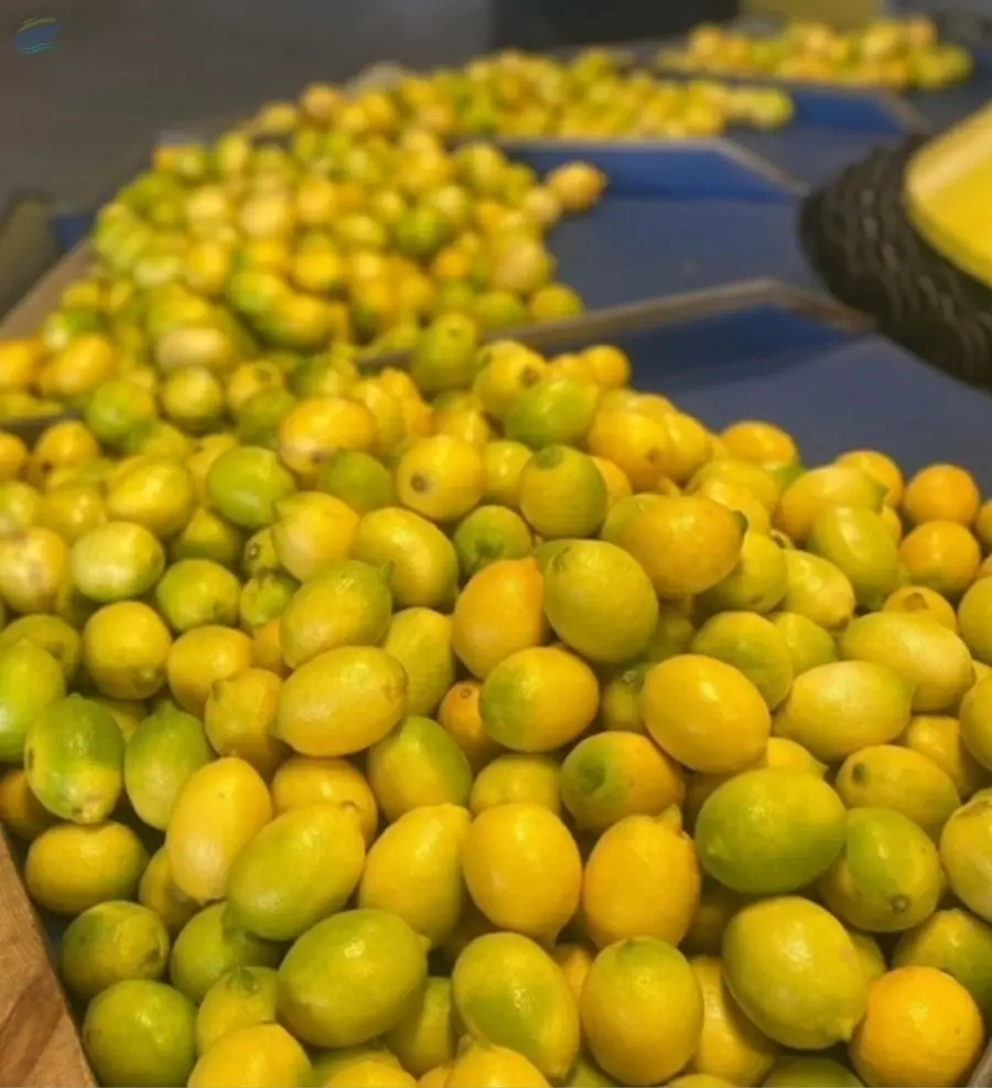 Lemon