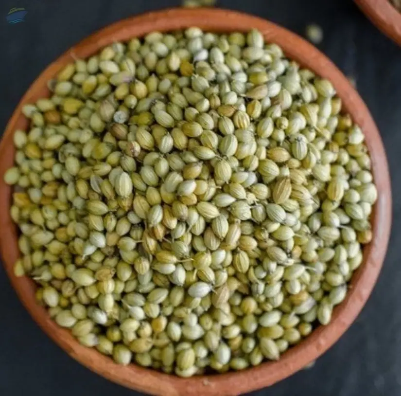 Coriander Seeds