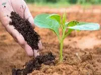 Vermicompost Fertilizer