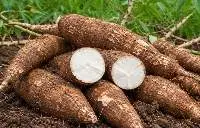 Premium Export Grade Fresh Cassava