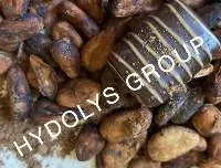 Cocoa Beans