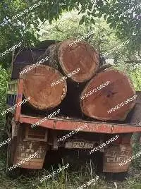 Exotic Tropical Wood