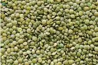 Green Lentils