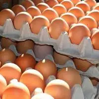 Fresh Chicken Eggs