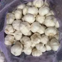 Pure White Garlic