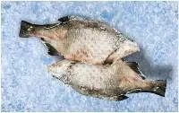 Carp bream 1,5+ kg