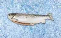 Frozen Salmon