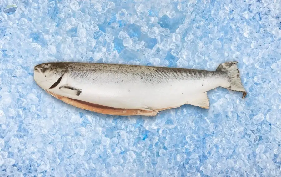 Frozen Salmon