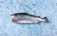 Frozen Salmon without head