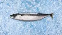 Frozen Mackerel