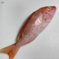 Frozen Snappers Fish