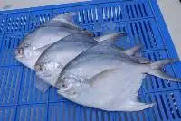 Frozen Silver Pomfret / White Pomfret