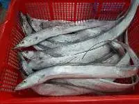 Frozen Ribbonfish