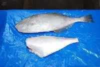 Frozen Leather Jacket Fish