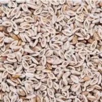 Psyllium Seeds