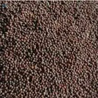 Mustard Seeds
