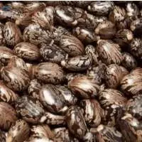 Castor Seeds