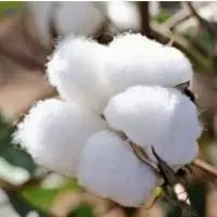 Raw Cotton