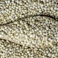 Sorghum Seeds