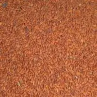 Asaliya Seeds