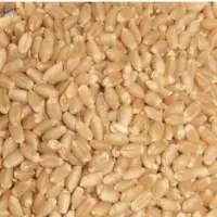 Whole Wheat