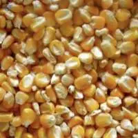 Yellow Corn