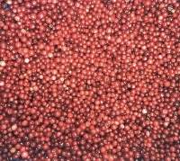IQF Frozen Lingonberry