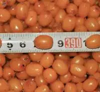 IQF Frozen Seabuckthorn