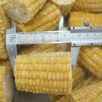 IQF Frozen Sweet Corn Cob