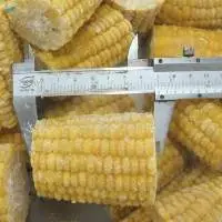 IQF Frozen Sweet Corn Cob
