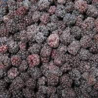 IQF Frozen Blackberry