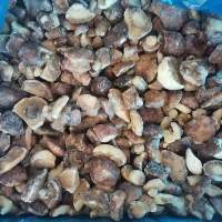 Frozen Suillus Granulatus