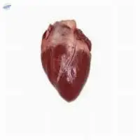 Frozen Pork Heart
