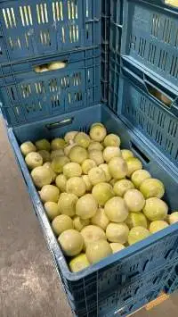 Vacuum Peeled Onions