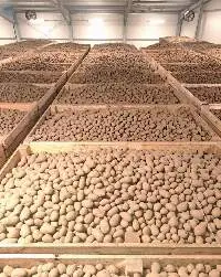 Potatoes