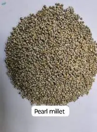 Pearl Millet
