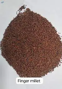 Finger Millet