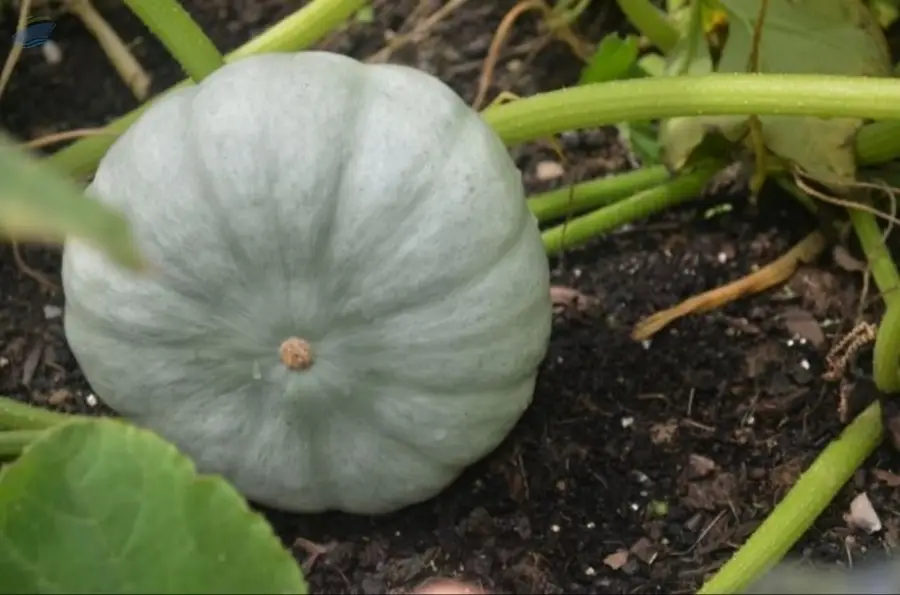 Organic Squash Leckor F1- Wholesale Supplier