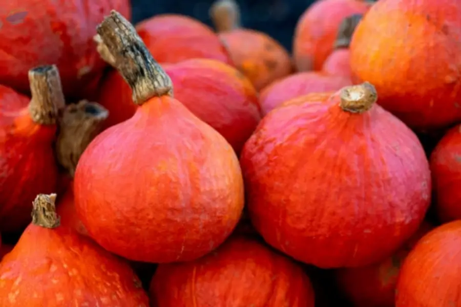 Organic Squash Red (uchiki) Kuri