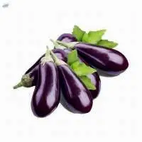 Brinjal
