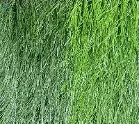 Artificial Grass Football Field Vietnam
