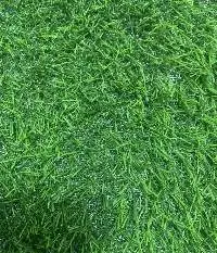 Landscape Artificial Grass Vietnam